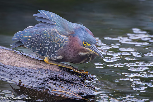 Green Heron Portraits-9
