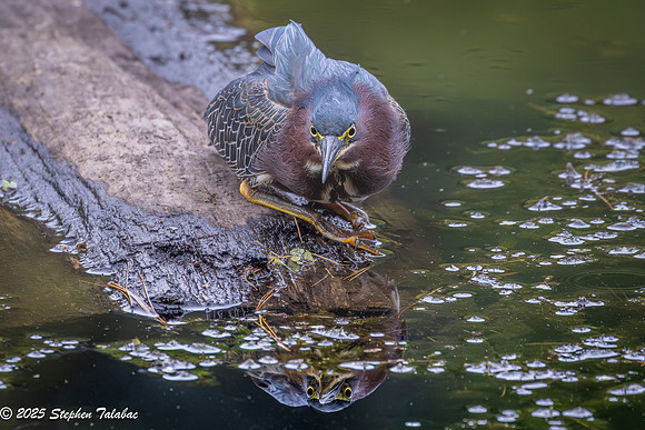 Green Heron Portraits-10