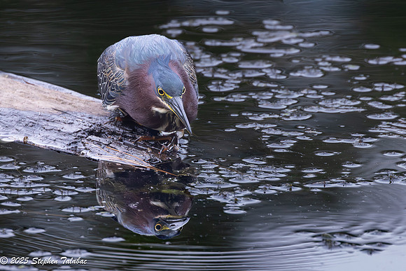 Green Heron Portraits-11