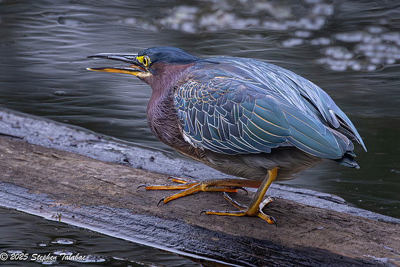Green Heron Portraits-14