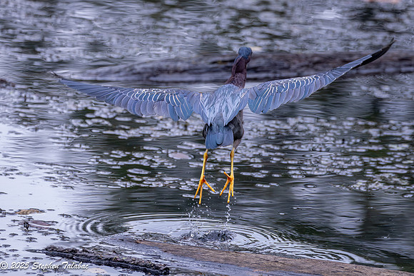 Green Heron Portraits-15
