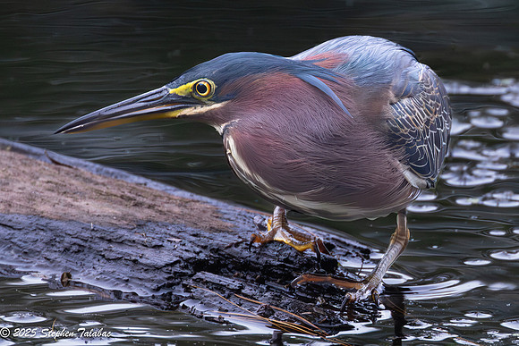 Green Heron Portraits-13