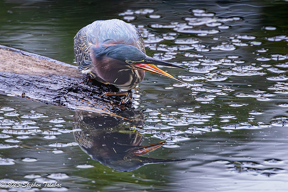 Green Heron Portraits-12