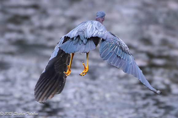Green Heron Portraits-17