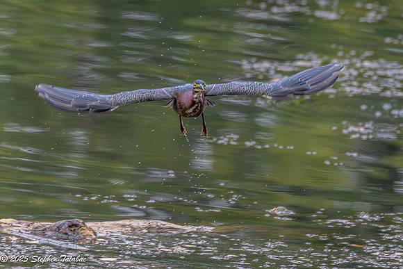 Green Heron Portraits-19