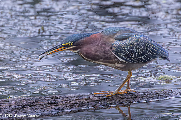 Green Heron Portraits-16