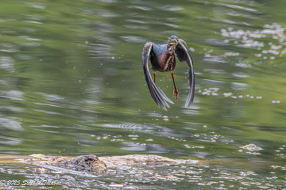 Green Heron Portraits-18