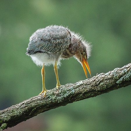 Juvenile Green Heron Portraits III-11