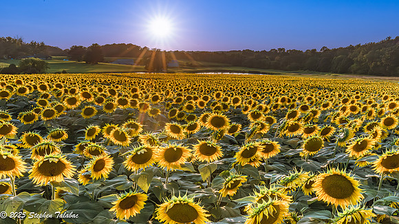 Sunflowers at Sunset-2