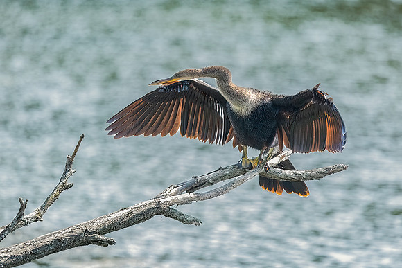 Wilde Lake Anhingas-1