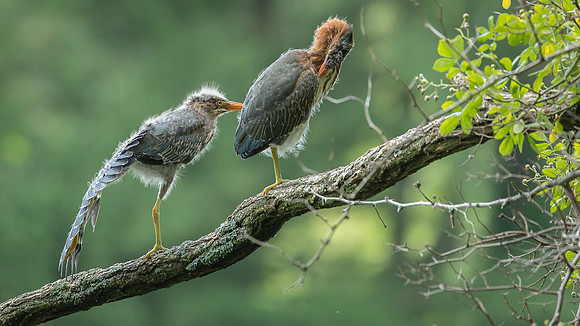 Juvenile Green Heron Portraits III-17