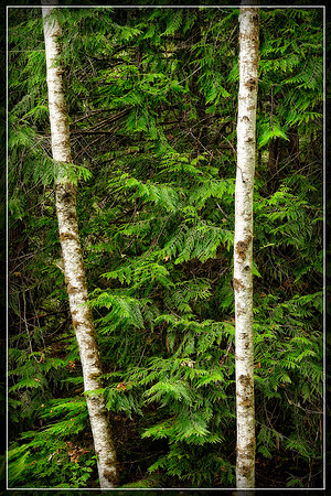 20130823 [C] PNW Vacation - ONP-Madison Falls area 024-Edit