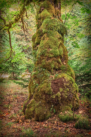 20130823 [C] PNW Vacation - ONP-Madison Falls area 025-Edit