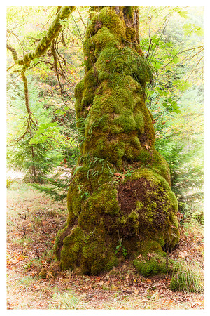 20130823 [C] PNW Vacation - ONP-Madison Falls area 025-Edit-2