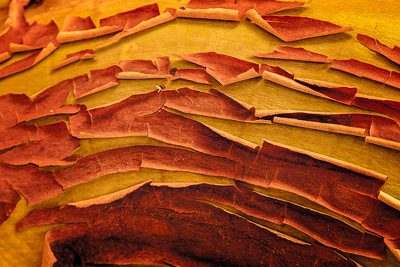 20130823 [C] PNW Vacation - ONP-Lake Crescent 029-Edit v2