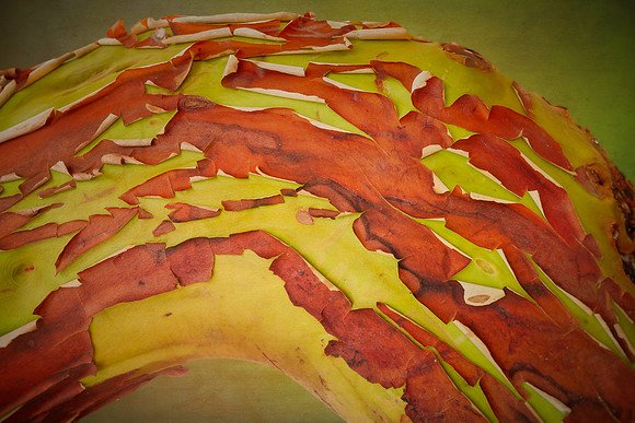 20130823 [C] PNW Vacation - ONP-Lake Crescent 033-Edit v1