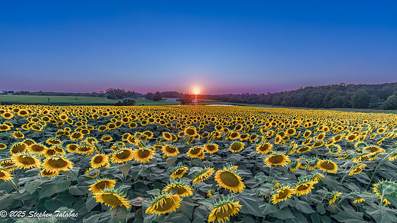 Sunflowers at Sunset-5