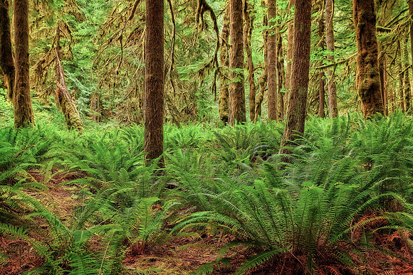 20130824 [C] PNW Vacation - ONP-Marymere Falls 057-Edit [TG(IntoLTI M)]