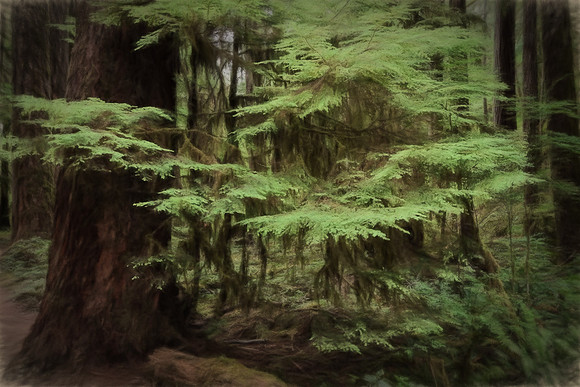 20130824 [C] PNW Vacation - ONP-Marymere Falls 061-Edit [TopImp (SmudgedI)]-2