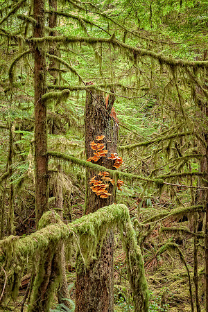 20130824 [C] PNW Vacation - ONP-Marymere Falls 066-Edit