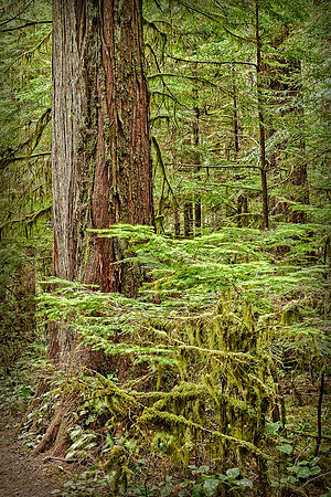 20130824 [C] PNW Vacation - ONP-Marymere Falls 067-Edit-2