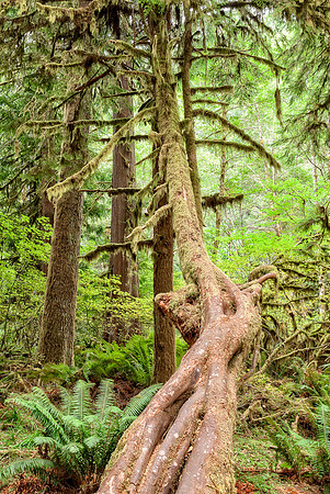 20130824 [C] PNW Vacation - ONP-Marymere Falls 009-Edit