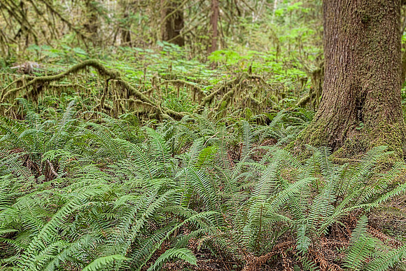 20130824 [C] PNW Vacation - ONP-Marymere Falls 014-Edit