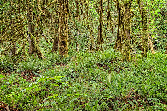 20130824 [C] PNW Vacation - ONP-Marymere Falls 035-Edit
