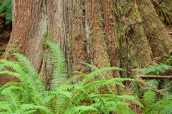20130824 [C] PNW Vacation - ONP-Marymere Falls 050-Edit