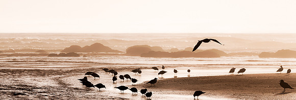 20130824 [C] PNW Vacation - ONP-Kalaloch Beach [PANO (014-019)] wLR-Edit v1