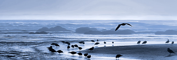 20130824 [C] PNW Vacation - ONP-Kalaloch Beach [PANO (014-019)] wLR-Edit v1-Edit [TG(BrilFibIII93M)] v1