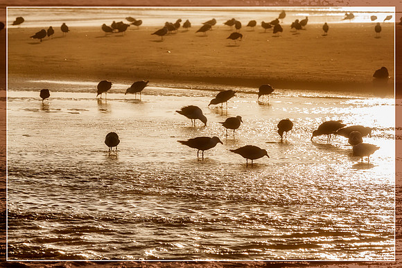 20130824 [C] PNW Vacation - ONP-Kalaloch Beach 004-Edit v2