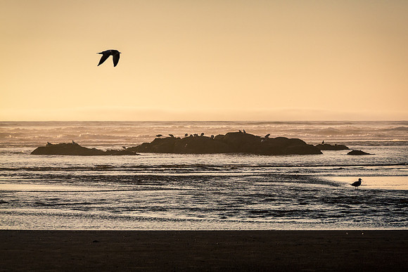20130824 [C] PNW Vacation - ONP-Kalaloch Beach [021+022]