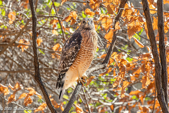 Red-shouldered Hawk-1