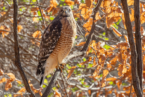 Red-shouldered Hawk-4