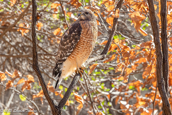 Red-shouldered Hawk-2