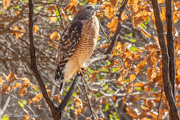 Red-shouldered Hawk-3