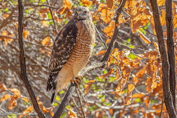 Red-shouldered Hawk-5
