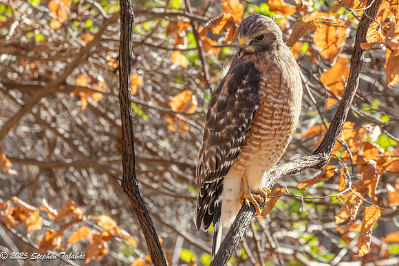 Red-shouldered Hawk-6