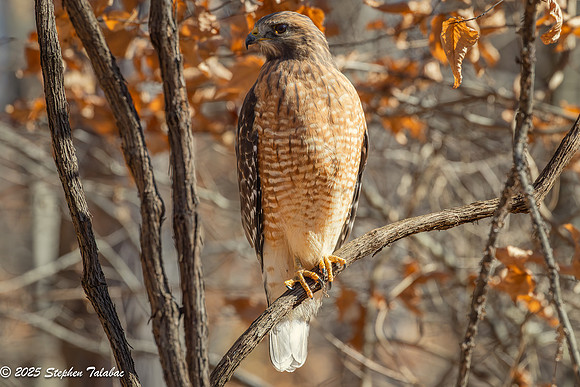 Red-shouldered Hawk-7