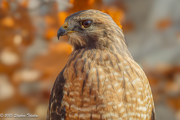 Red-shouldered Hawk-8