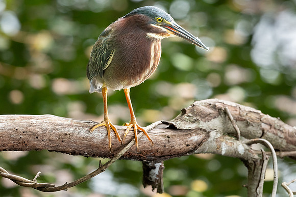 Green Heron & Chicks 01August2022-18