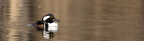 Hooded Mergansers Courtship Dance