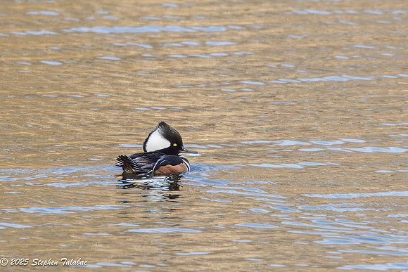Wilde Lake Hooded Merganser-2