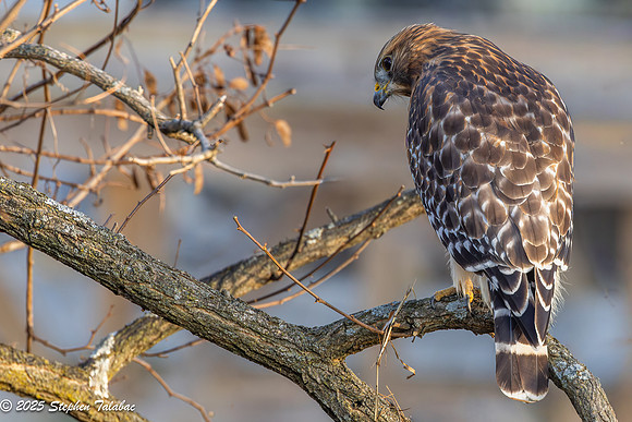 Wilde Lake Red-shouldered Hawk-3