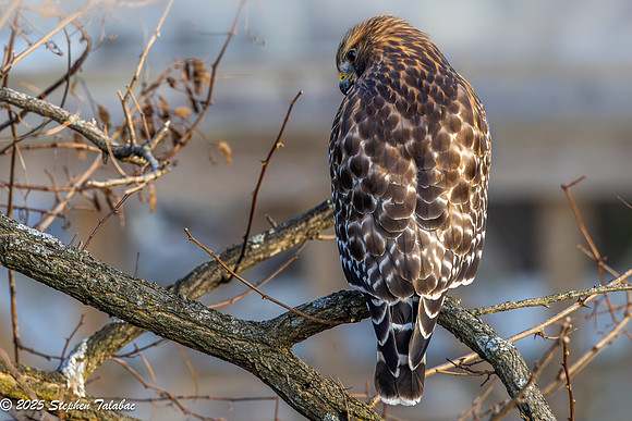 Wilde Lake Red-shouldered Hawk-2