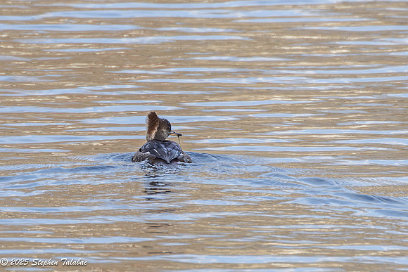 Wilde Lake Hooded Merganser-1