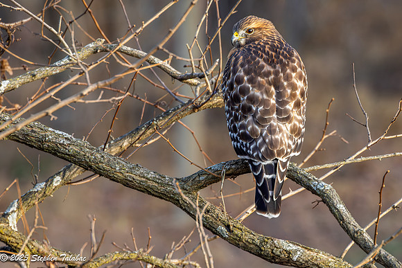Wilde Lake Red-shouldered Hawk-1