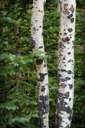 Colorado, "Rocky Mountain National Park", "Bear Lake", Alberta Falls", waterfall, RMNP, water, "Estes Park" fall, autumn, aspen"long exposure"
