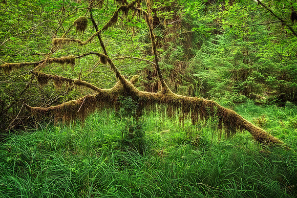 20130826 [C] PNW Vacation - ONP-Hoh Rainforest-Hall of Mosses Trail 105-Edit [[TG(BrilonBlk53)]